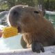 Capybara every hour