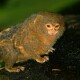 Marmoset