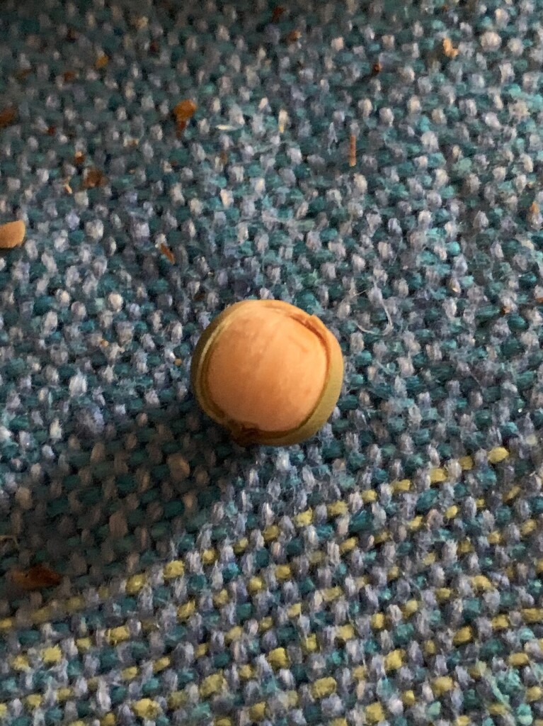The image shows a blue woven placemat with some green stitching. On top of the placemat is a perfectly cracked acorn revealing the yellowish orange nut. 
