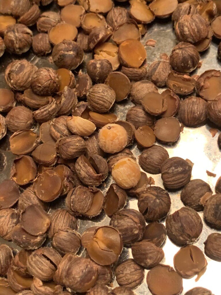 The image shows a pic of small acorns in various shades of brown on a cookie sheet. In the centre are three orange acorns that have not been dehydrated in the oven to show contrast in colour.