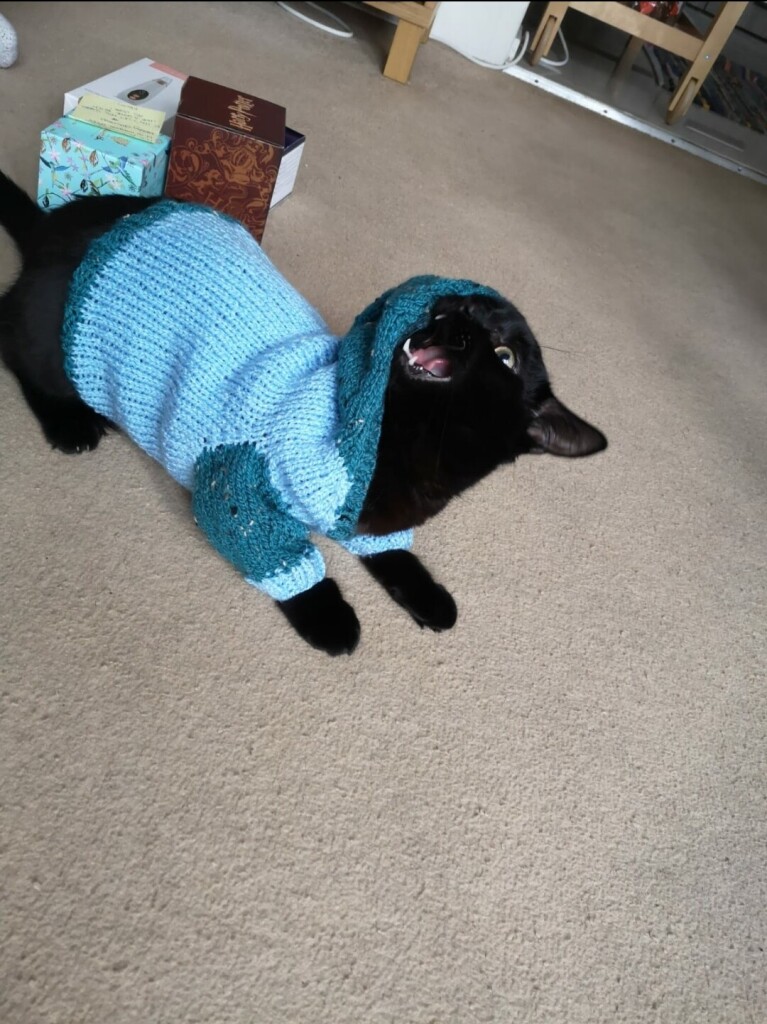a black cat in a lighter blue hoodie, he is yelling