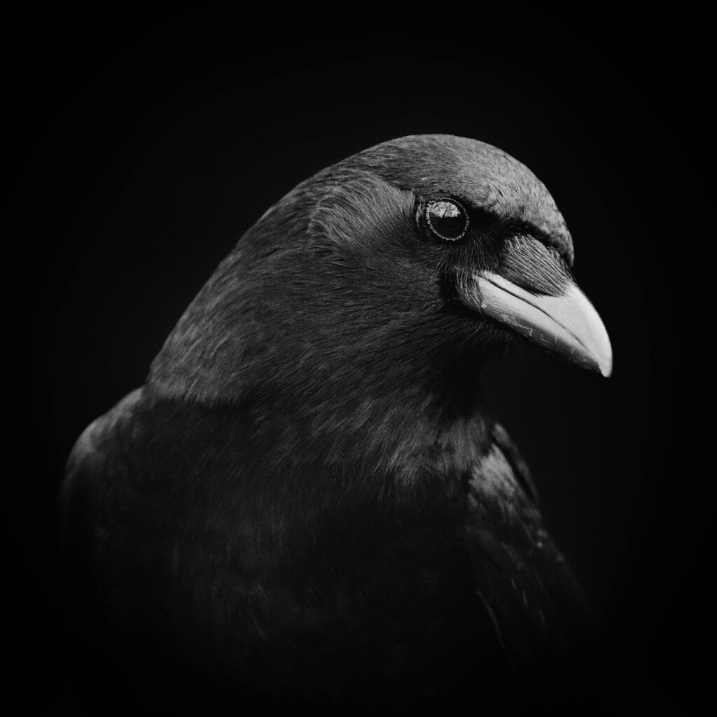 Portrait of an American crow