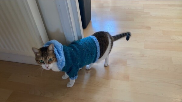 a brown and white cat in a blue hoodie