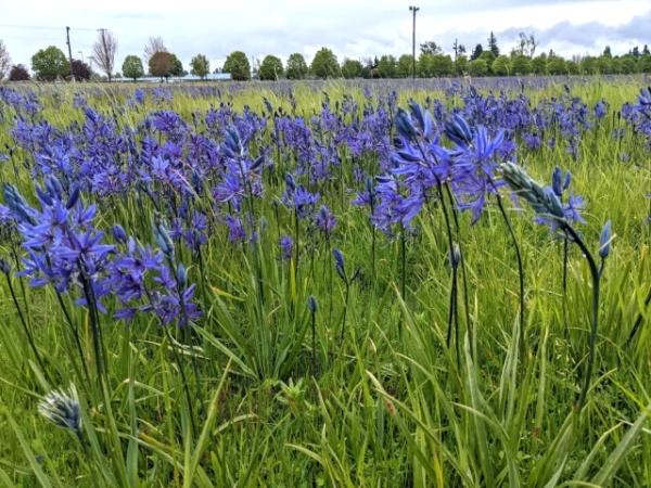 Several blue-purple flowers on lanky green stalks