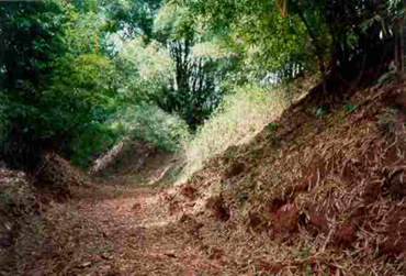 An Iya earthwall and ditch around Udo, 45km west of Benin City, next to Okomu Forest. Udo was large political rival of Benin but in the early 15th century its leader Aruaran (despite legendary strength) was defeated, Udo deserted, and Okomu forest grew. 