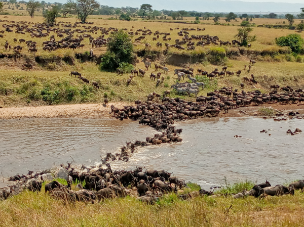 Wikimedia commons picture, of wilderbeest crossing a river in Serengeti National Park