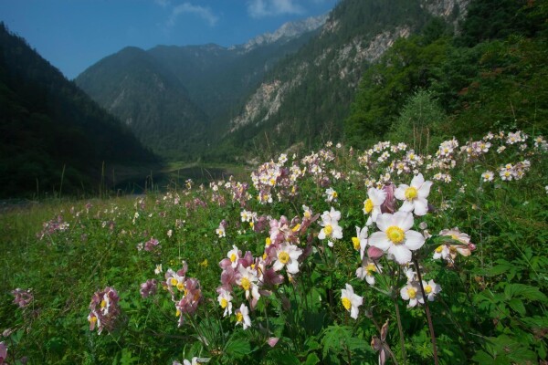 Jiuzhaigou National Nature Reserve picture, showing meadows with flowers and mountains in the background