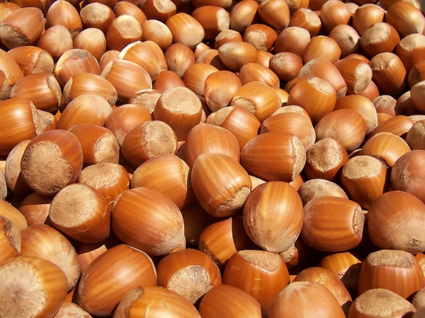 A close up shot of lots of hazelnuts. Picture taken from the article this post ist about
