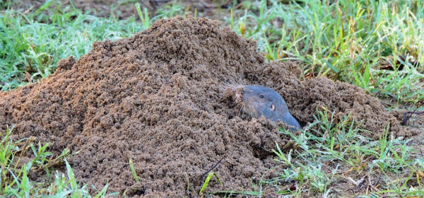 mole building a mound