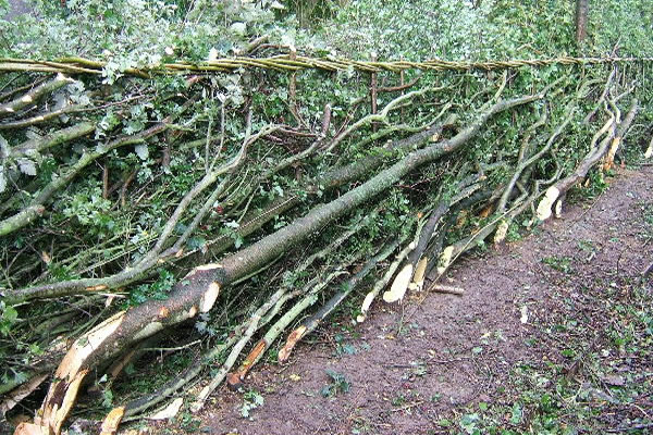Hedge laying in the UK - a newly created hedge in Kent 
http://www.horsmonden.co.uk/leisure/hedge-laying/