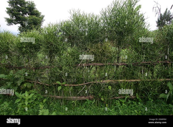 A "living fence", a typical way of protecting farm holdings in Kaffa region, Ethiopia
Photo by Keith Mundy - apologies for taking this here without licence, can/will remove if required
https://www.alamy.com/a-living-fence-a-typical-way-of-protecting-farm-holdings-in-kaffa-region-ethiopia-image382838370.html