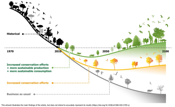 Graph by David Leclere, showing how business as usual will result in further catastrophic biodiversity loss, increased conservation in some but very small scale improvement, conservation combined with sustainable production and consumption increased biodiversity